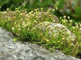 Image result for Sagina abyssinica