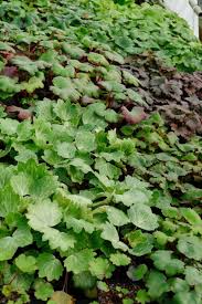 Vous allez notamment découvrir comment Olivier Galea Entre La Bretagne Et L Asie Hortus Focus I Mag