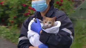 Maybe you would like to learn more about one of these? Cat And Dog Rescued From House Fire On Glasser Street