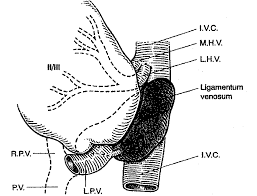 Usually have a black face and hair will grow into a beautiful silver gray. Essential Functional Hepatic And Biliary Anatomy For The Surgeon Intechopen