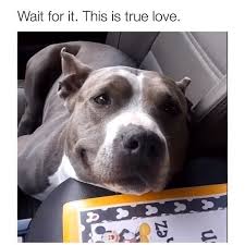 We All Deserve Someone Who Looks At Us Like This Follow Us Dogspriorities For More Content Like This C Tiktok Jp In 2020 Cute Animals Cute Dogs Cute Baby Animals