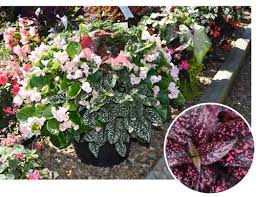 Image result for Hypoestes