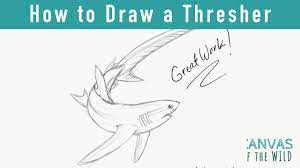 Day 6: How To Draw A Thresher Shark - Youtube