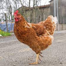 17 beautiful places to photograph | planetware. Rhode Island Red Chickens Heritage Poultry Breeds