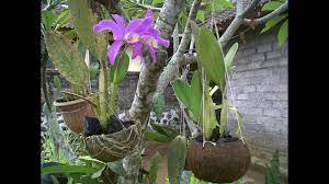 Cara membuat pot anggrek dari sabut kelapa. Cara Membuat Pot Anggrek Dari Batok Kelapa Youtube