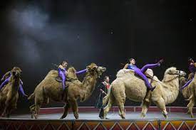 Since camels live in the desert where food is scarce, they need this storage of fat to survive. Ringling Circus Camels One Hump Or Two Are Singular Attractions The New York Times
