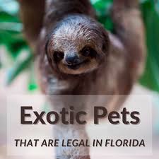 Maybe you would like to learn more about one of these? 10 Exotic Pets That Are Legal In Florida Pethelpful