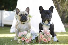Here is the translation and the french word for happy anniversary: Expresso Frenchies On Twitter Woof Here S To Four Fabulous Frenchie Years Happy Anniversary Bob And Bella Expressopups Expressoshow