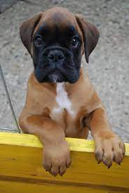 Timeline Photos Amazing World Of Animals Nature Boxer Puppies Boxer Dogs Boxer Puppy