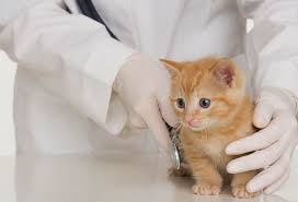 Here at vets4pets we know your pet is a member of the family and that's why we offer the best veterinary healthcare and friendly advice right across the uk. Feline Veterinarian Career Profile