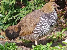 Viimeisimmät twiitit käyttäjältä yogya telur ayam (@yogyatelurayam). Ayo Berternak Ayam Hutan Hijau Dan Bekisar Bp4k Kab Gresik