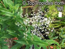 Health benefits & chemical constituents. Tropical Plant Catalog Toptropicals Com