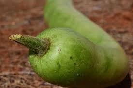 A female flower can be distinguished by the small fruit attached to the flower. Snake Gourd Growing Guide What It Is And Why You Should Plant It