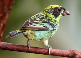 Image result for Habenaria tenuispica