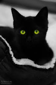 Black And White Cat With Green Eyes Thanks Pinterest Pinners For Stopping By Viewing Re Pinning Following My Boards Have A Beautiful Day A Black Cat Crazy Cats Beautiful Cats