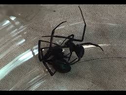 Their scientific name is latrodectus mactans, and they share the latrodectus name with several similar spiders (sometimes called widow spiders). Black Widow Spider Mating Black Widow Vs Black Widow Youtube