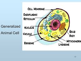 Usually the cell's dna is dispersed throughout the nucleus but, during cell division, the dna, with its associated proteins is clearly seen as chromosomes. Cell Structure Transport Ppt Download