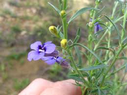 Image result for Aptosimum lugardiae