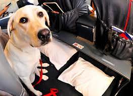 Most service dogs are on a healthy/strict diet to keep them at their optimal weight and feeling their best for. Usa Service Dogs Registry Register Your Service Dog Today For Free