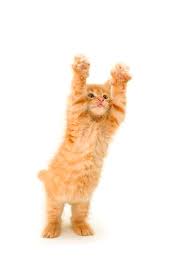 So if your new cat friend is a female orange tabby, choose a special name to match! 248 Orange Cat Names For All Ginger Felines