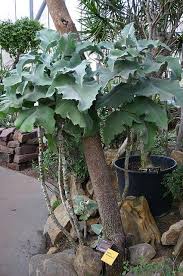Kalanchoe Beharensis Drake Outdoor Gardens Plants Succulents