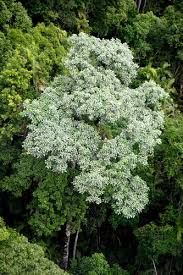 Image result for Aleurites