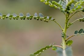 Image result for Phyllanthus parvus