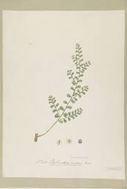 Image result for Phyllanthus mendoncae