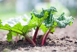 Planter La Rhubarbe Jardin De Legumes Legumes De Conteneur De Jardinage Rhubarbe