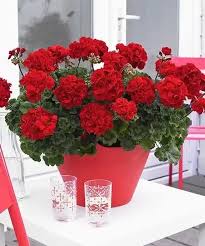 Image result for foto muškáty