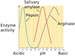 Reactions Enzymes