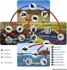 Energy Flux The Link Between Multitrophic Biodiversity And Ecosystem Functioning Trends In Ecology Evolution