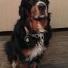 Browse thru our id verified puppy for sale listings to find your perfect puppy in your area. 1