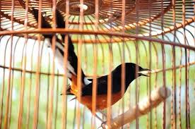 Mengetahui Cara Perawatan Burung Murai Batu Kalah Mental Murai Batu Jalak