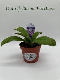 Image result for Streptocarpus leptopus