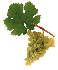 Grape Varieties Austrian Wine