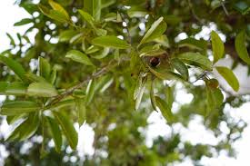 Image result for Elaeodendron orientale
