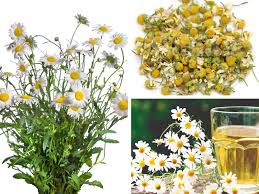 We did not find results for: Kalau Badan Letih Susah Nak Tidur Malam Apa Kata Mak Mak Minum Teh Chamomile Mingguan Wanita