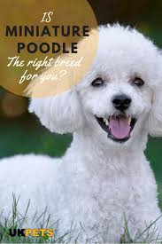 Pin On Poodles