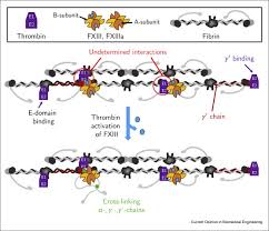 Image result for Fibrinogen
