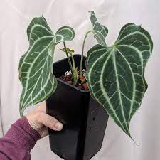 King Of Clarinervium Easy Care Rare Specimen Like All Anthuriums It Likes It Look At That Bebe Leaf Houseofmon Tanaman Hias Daun Tanaman Daun