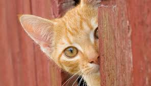 5 Reasons To Keep Your Cat Indoors Sweety Pet Pet Products For Our Furry Friends