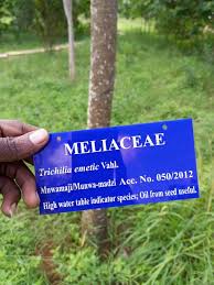 Image result for Haplocoelum inoploeum