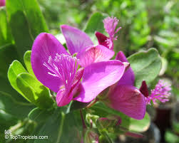 Image result for Polygala stenopetala