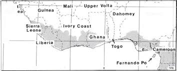 Image result for Tridactyle anthomaniaca