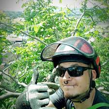 Baumpflege Max Tauber