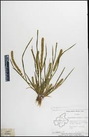 Image result for Elytrophorus spicatus