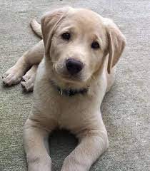 pin on labrador puppies