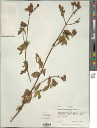 Image result for Antherotoma