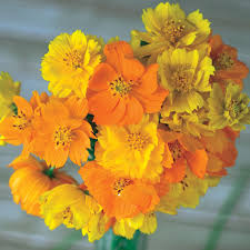 Image result for Cosmos